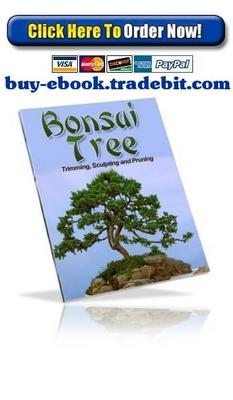 Product picture Bonsai Tree